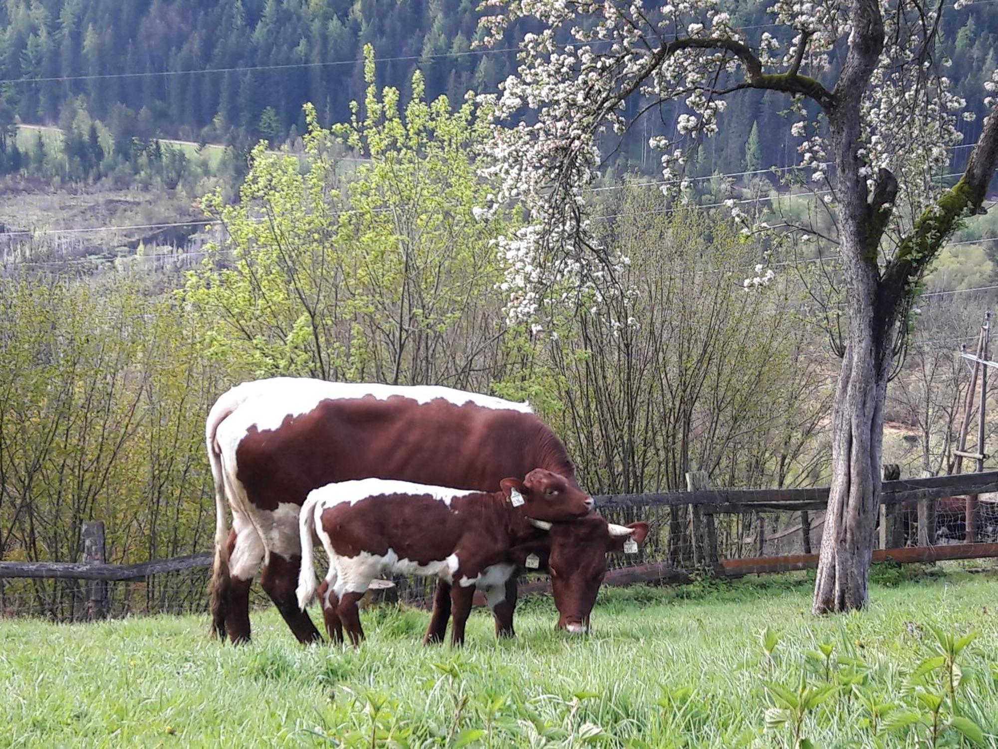 Ferienhaus Lechnerhof Schladming Extérieur photo